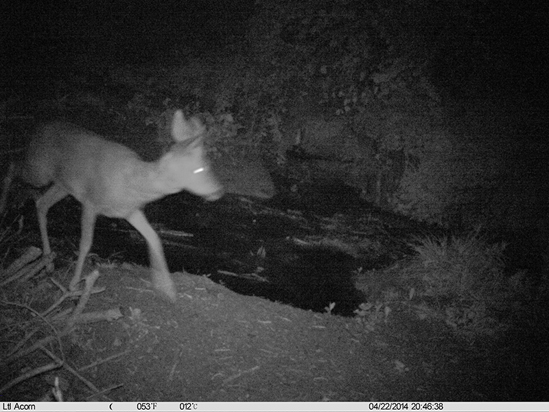 Identificazione mammifero fototrappola - Capriolo